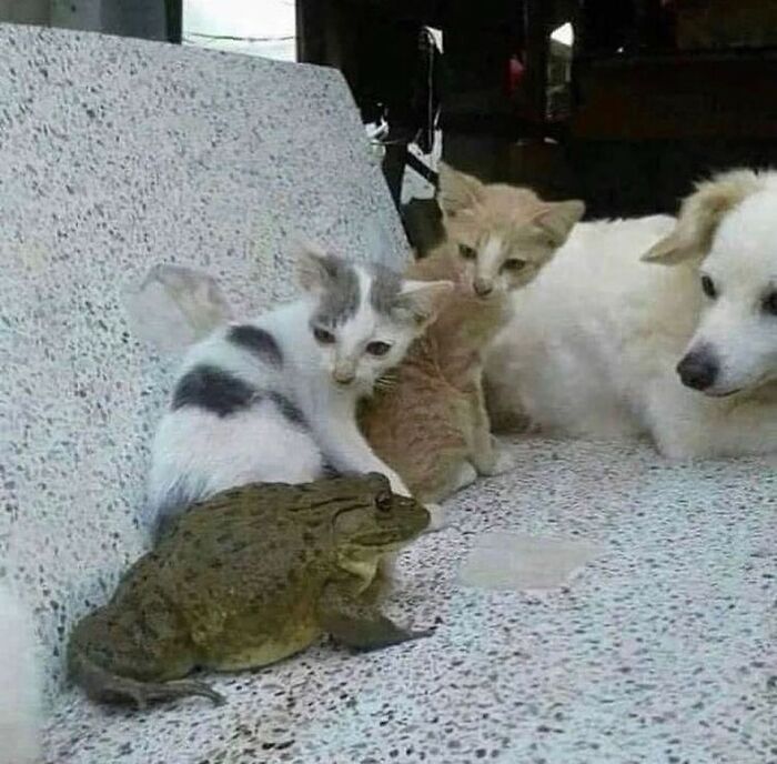 42 imagens de animais que você não pode deixar de ver 9