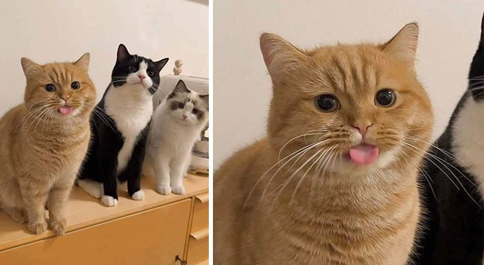 42 imagens de animais que você não pode deixar de ver 10