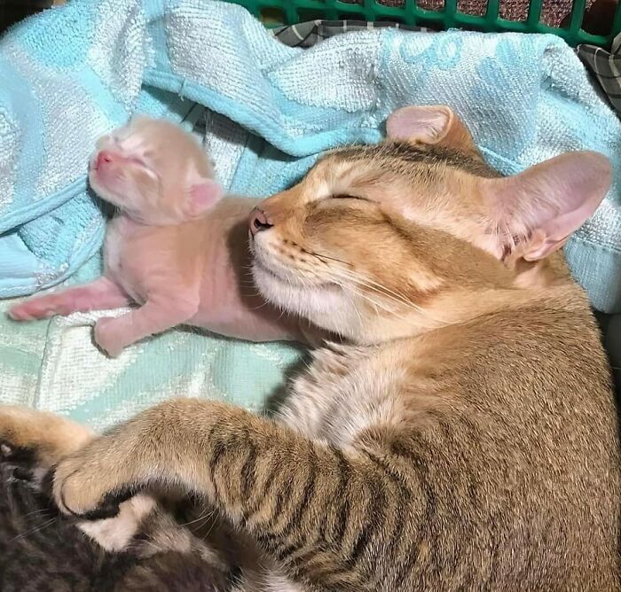 42 imagens de animais que você não pode deixar de ver 11