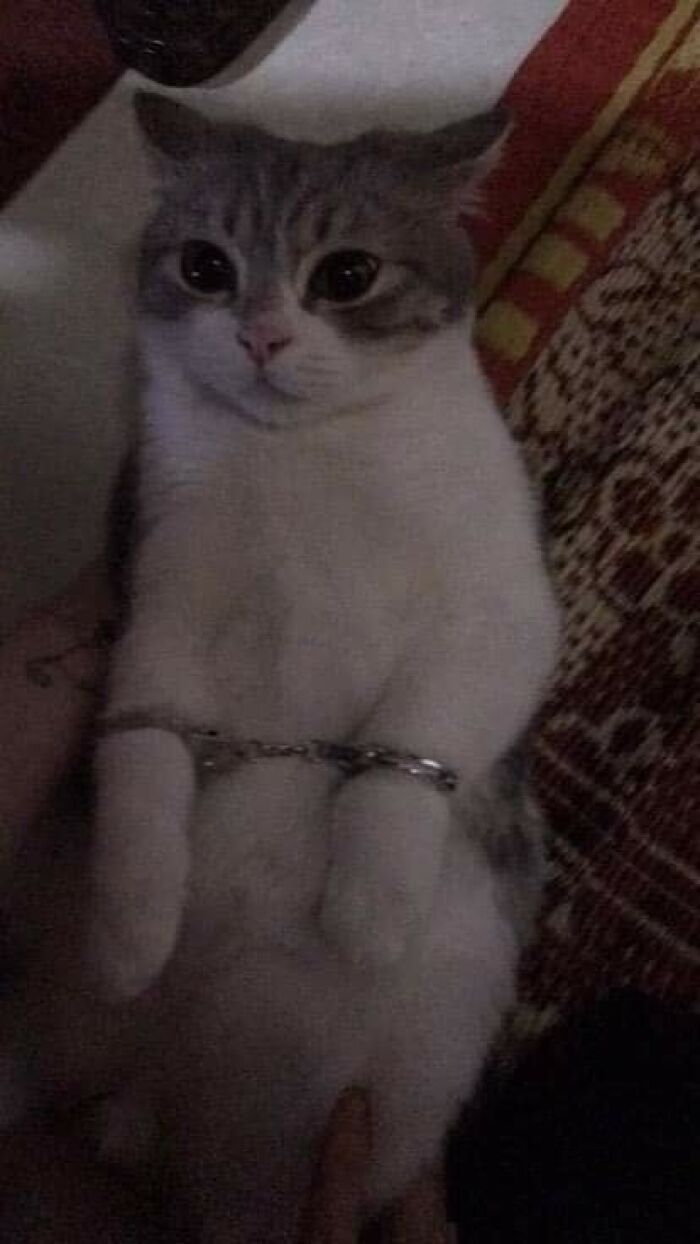 42 imagens de animais que você não pode deixar de ver 12