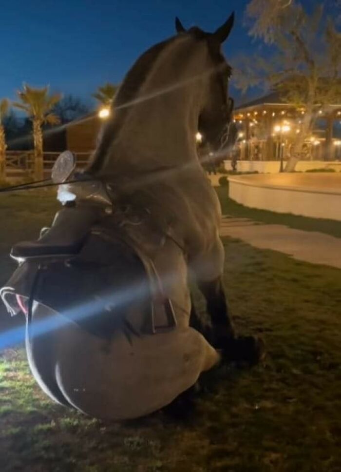 42 imagens de animais que você não pode deixar de ver 13