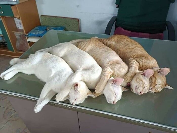 42 imagens de animais que você não pode deixar de ver 14