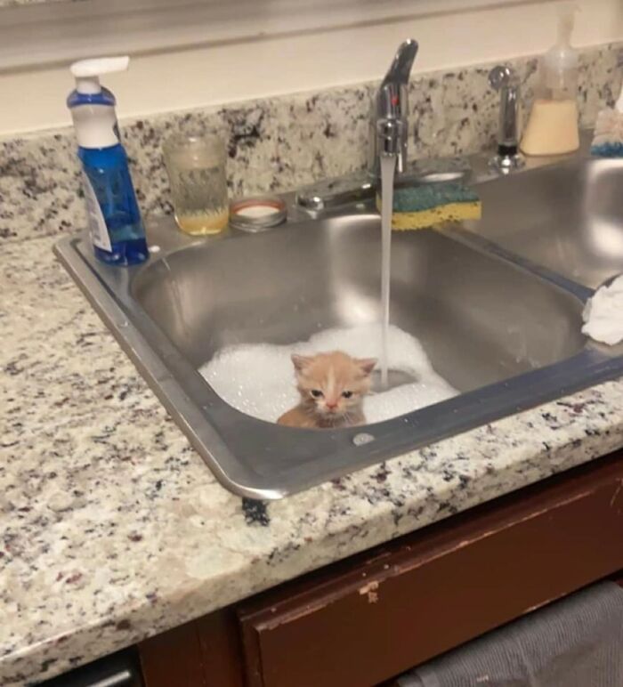 42 imagens de animais que você não pode deixar de ver 15