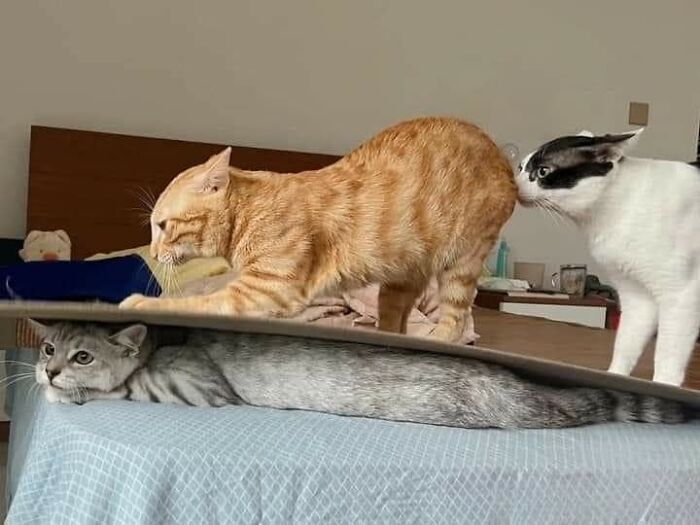 42 imagens de animais que você não pode deixar de ver 16