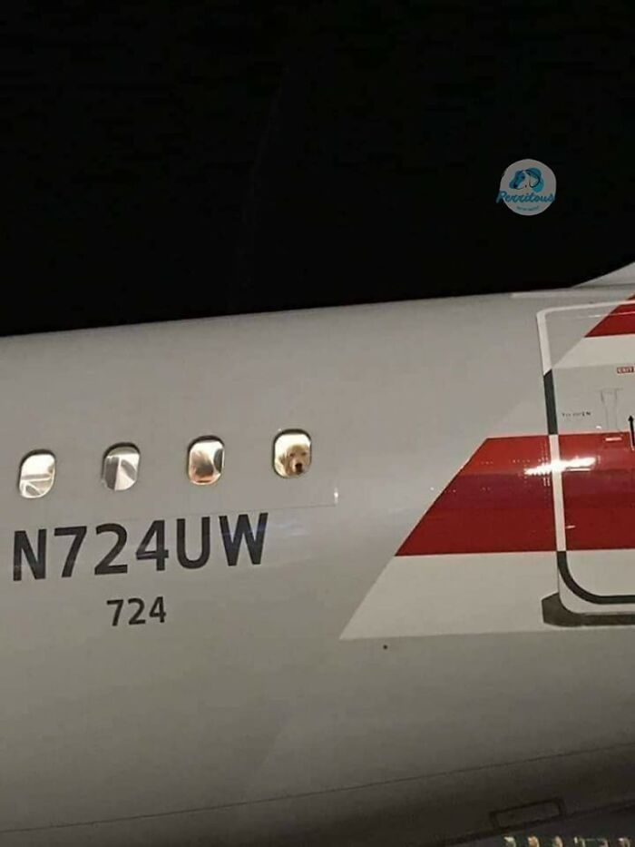 42 imagens de animais que você não pode deixar de ver 18