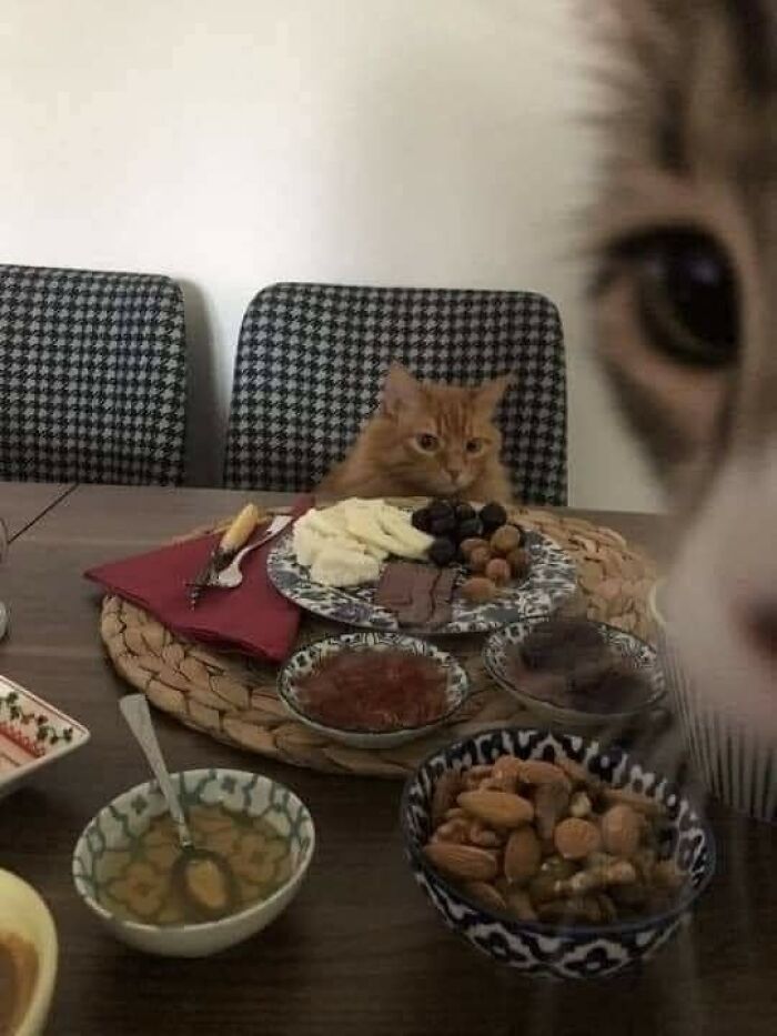 42 imagens de animais que você não pode deixar de ver 20