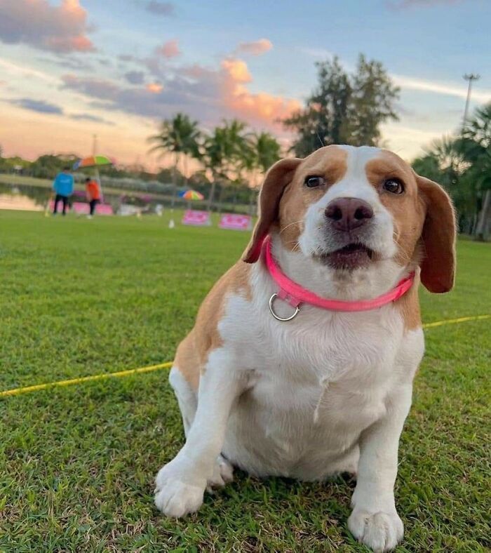 42 imagens de animais que você não pode deixar de ver 22