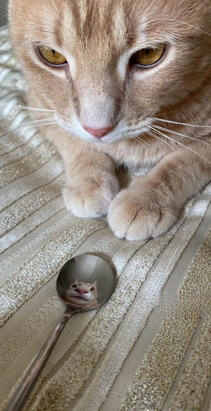 42 imagens de animais que você não pode deixar de ver 23