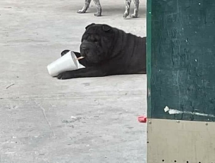 42 imagens de animais que você não pode deixar de ver 25