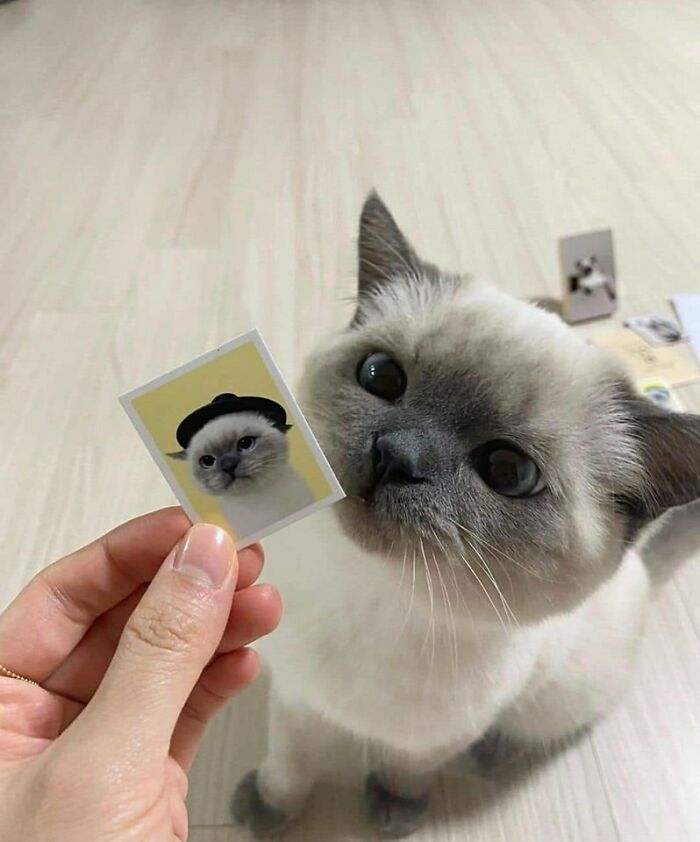 42 imagens de animais que você não pode deixar de ver 28