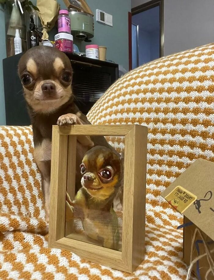 42 imagens de animais que você não pode deixar de ver 29