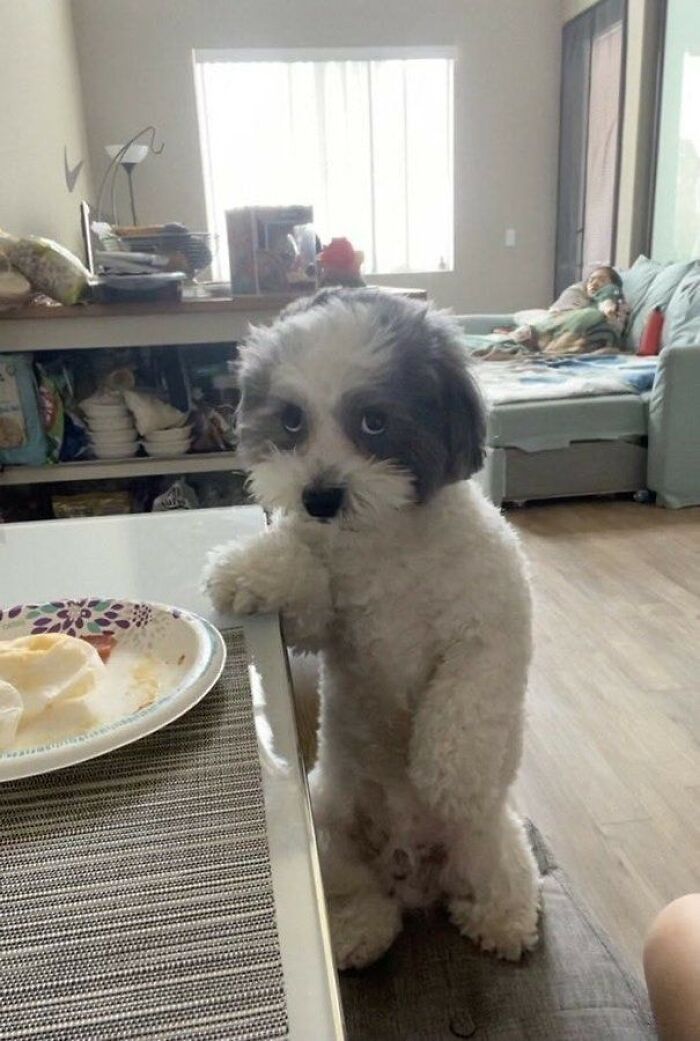 42 imagens de animais que você não pode deixar de ver 30