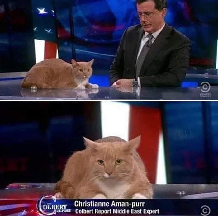 42 imagens de animais que você não pode deixar de ver 31