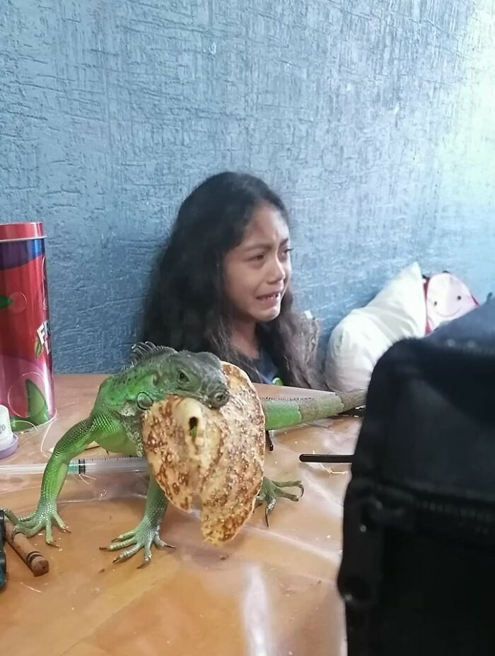 42 imagens de animais que você não pode deixar de ver 36