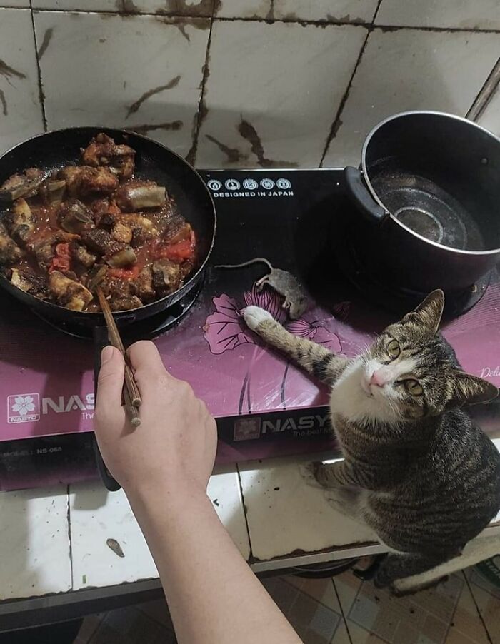 42 imagens de animais que você não pode deixar de ver 38