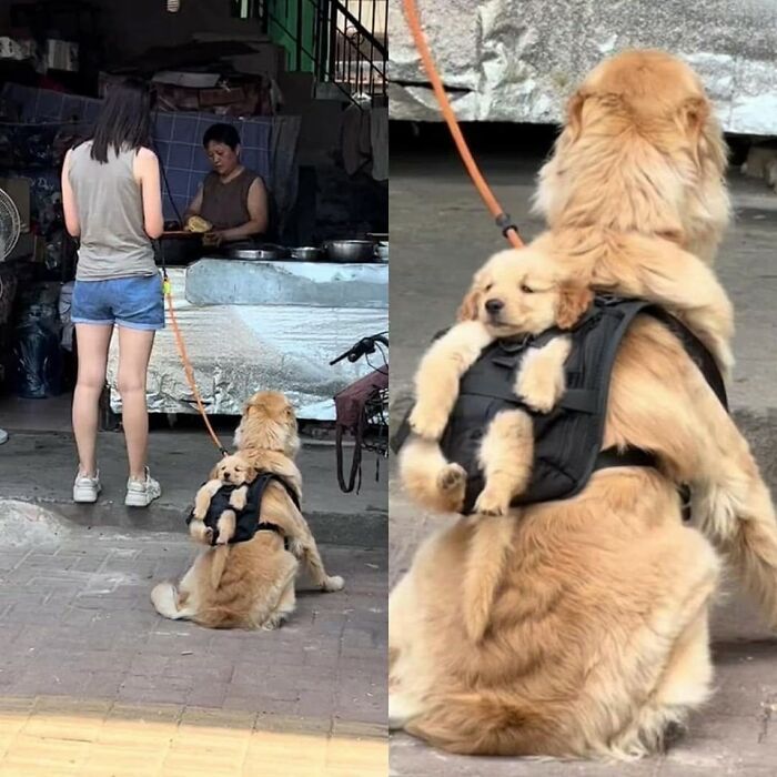 42 imagens de animais que você não pode deixar de ver 40