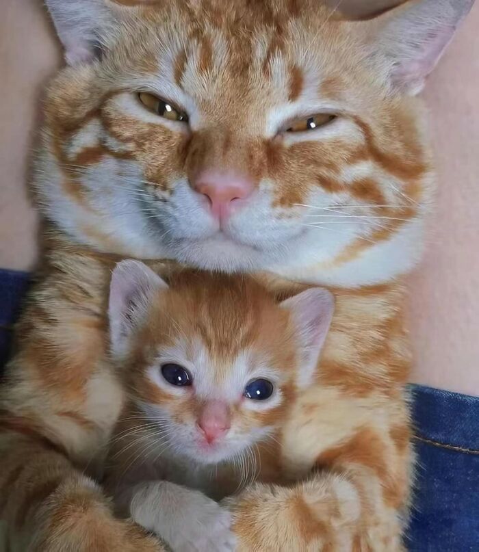 42 imagens de animais que você não pode deixar de ver 41