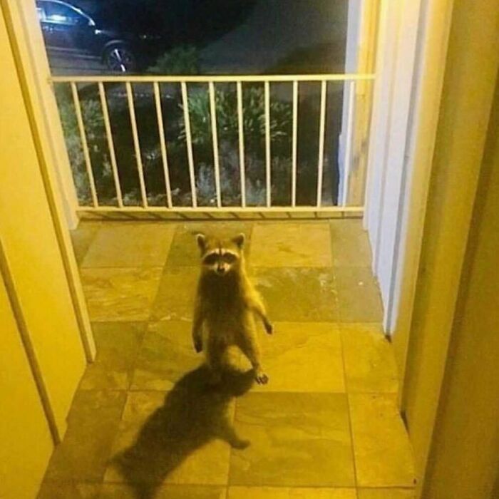 42 fotos mais bizarras que bombaram nesta página sem contexto do Instagram! 18