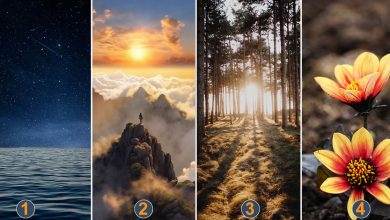 Teste de Personalidade: Descubra Sua Natureza 11