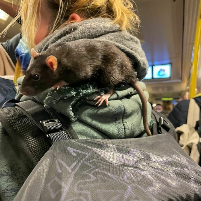 42 vezes que todo mundo precisou olhar duas vezes no metrô de Berlim 3