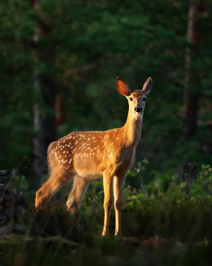 42 fotografias fascinantes de animais selvagens por Ossi Saarinen 5 42 fotografias fascinantes de animais selvagens por Ossi Saarinen 5