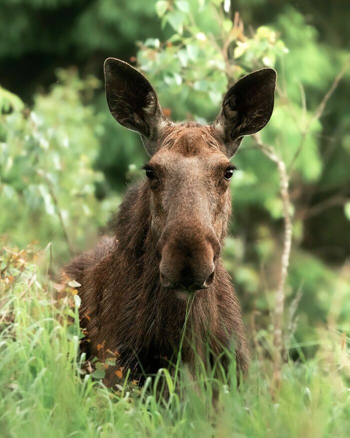 42 fotografias fascinantes de animais selvagens por Ossi Saarinen 11 42 fotografias fascinantes de animais selvagens por Ossi Saarinen 11