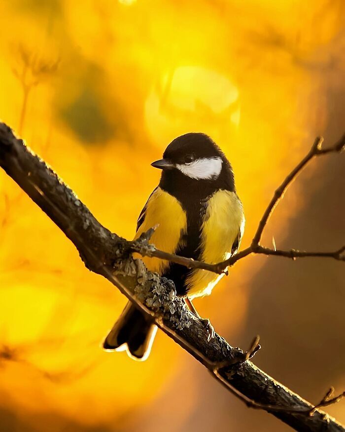 42 fotografias fascinantes de animais selvagens por Ossi Saarinen 18 42 fotografias fascinantes de animais selvagens por Ossi Saarinen 18