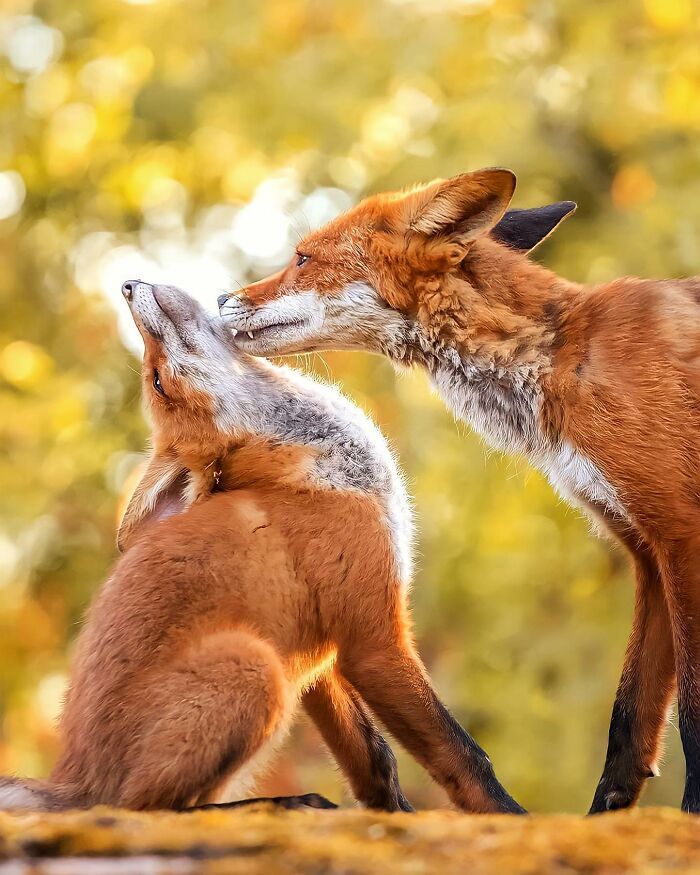 42 fotografias fascinantes de animais selvagens por Ossi Saarinen 20 42 fotografias fascinantes de animais selvagens por Ossi Saarinen 20