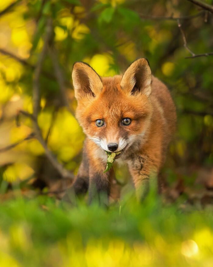 42 fotografias fascinantes de animais selvagens por Ossi Saarinen 22 42 fotografias fascinantes de animais selvagens por Ossi Saarinen 22