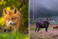 42 fotografias fascinantes de animais selvagens por Ossi Saarinen 12