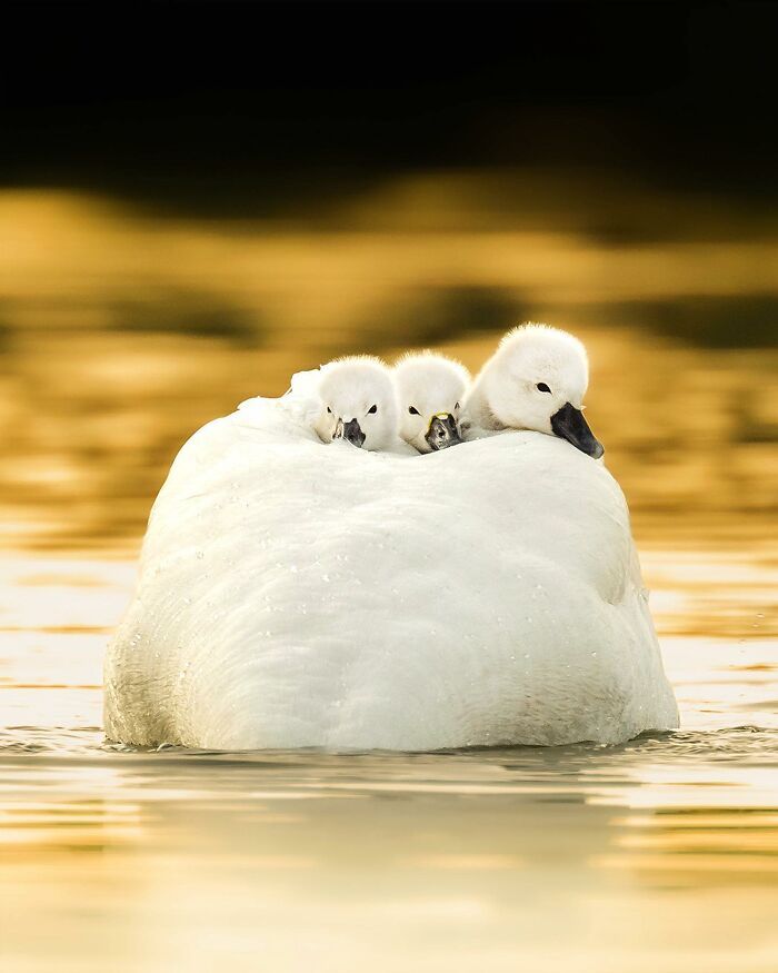 42 fotografias fascinantes de animais selvagens por Ossi Saarinen 24 42 fotografias fascinantes de animais selvagens por Ossi Saarinen 24