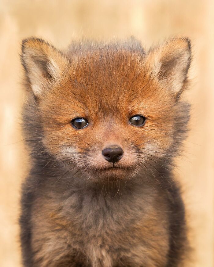 42 fotografias fascinantes de animais selvagens por Ossi Saarinen 25 42 fotografias fascinantes de animais selvagens por Ossi Saarinen 25