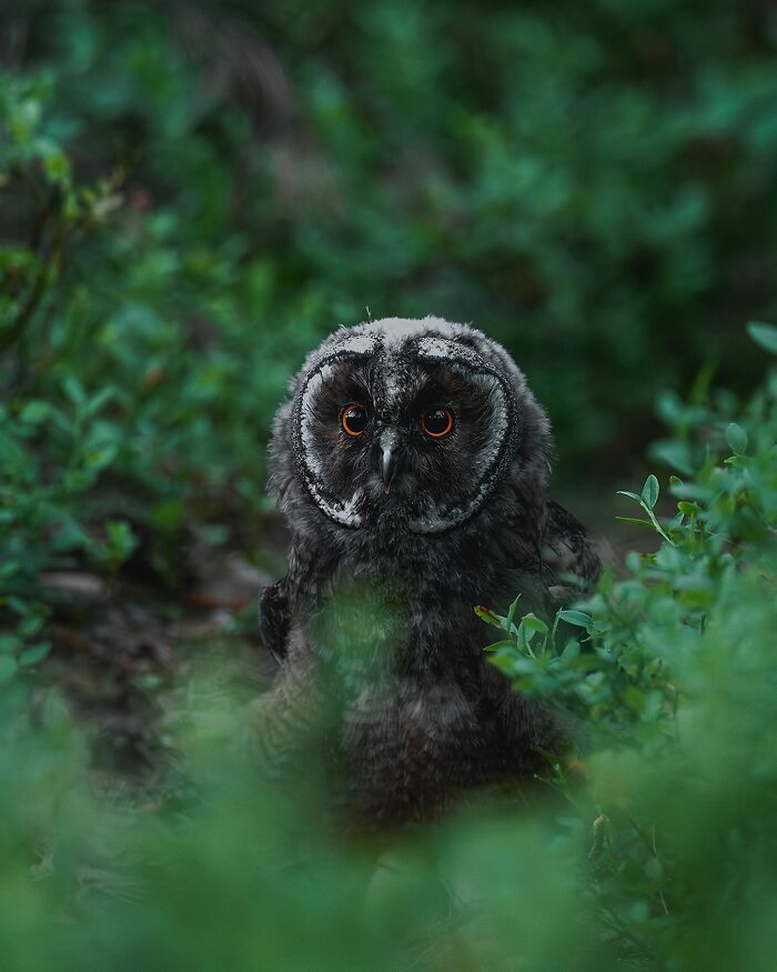 42 fotografias fascinantes de animais selvagens por Ossi Saarinen 26 42 fotografias fascinantes de animais selvagens por Ossi Saarinen 26