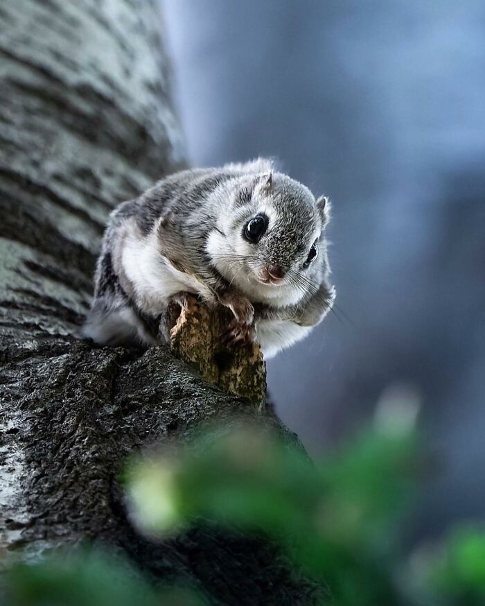 42 fotografias fascinantes de animais selvagens por Ossi Saarinen 27 42 fotografias fascinantes de animais selvagens por Ossi Saarinen 27