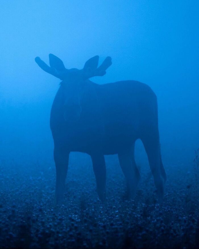 42 fotografias fascinantes de animais selvagens por Ossi Saarinen 28 42 fotografias fascinantes de animais selvagens por Ossi Saarinen 28