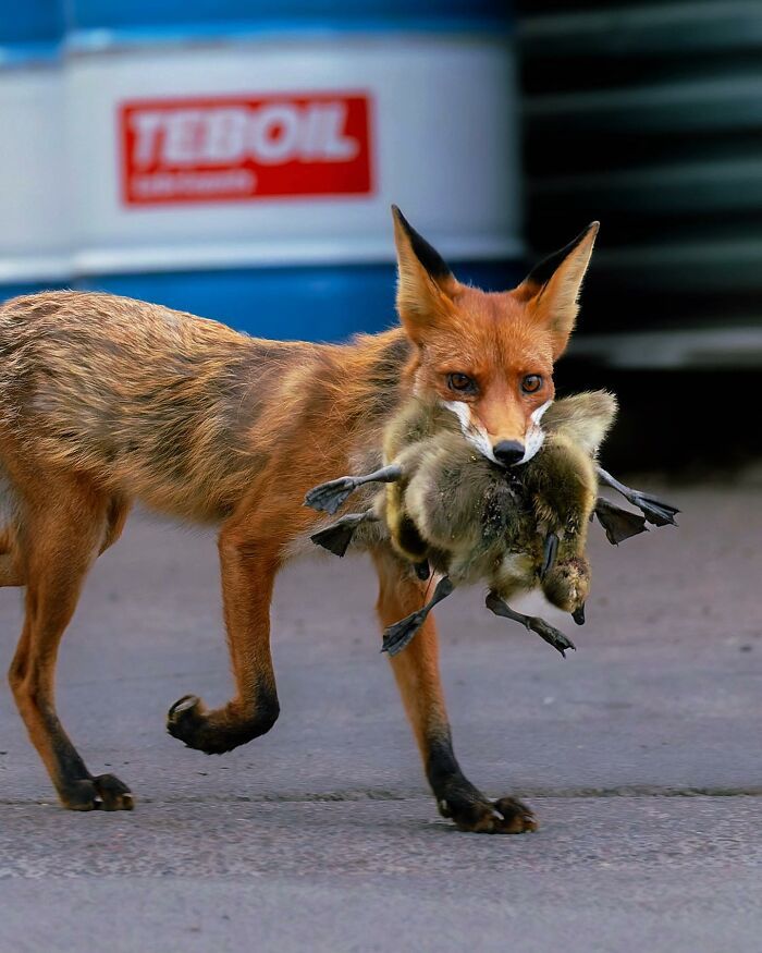 42 fotografias fascinantes de animais selvagens por Ossi Saarinen 29 42 fotografias fascinantes de animais selvagens por Ossi Saarinen 29