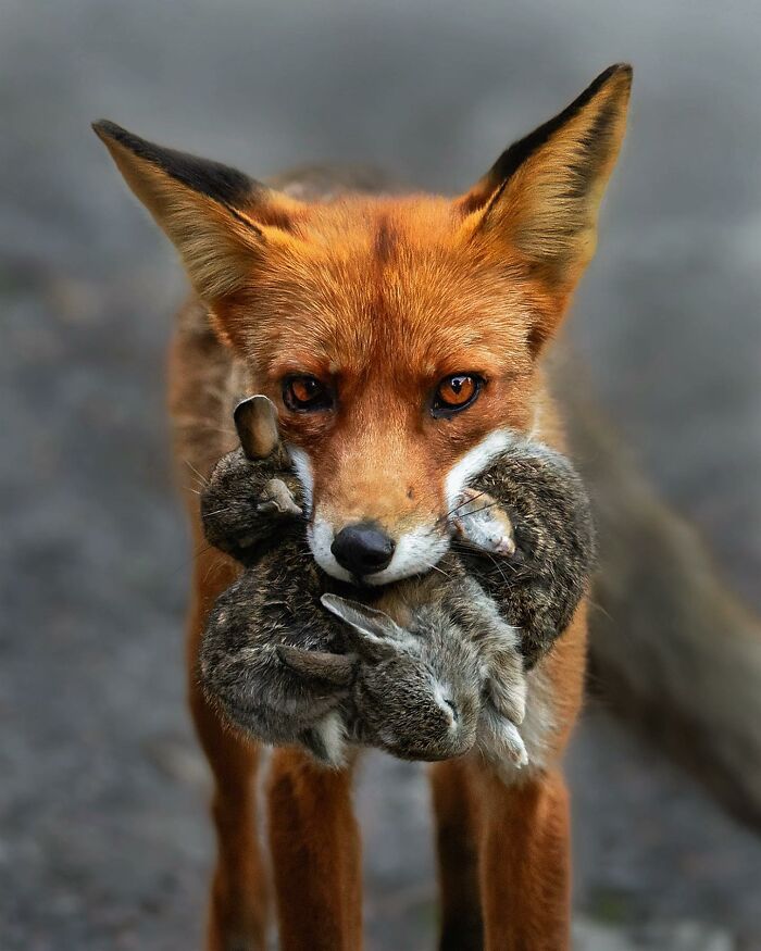 42 fotografias fascinantes de animais selvagens por Ossi Saarinen 30 42 fotografias fascinantes de animais selvagens por Ossi Saarinen 30