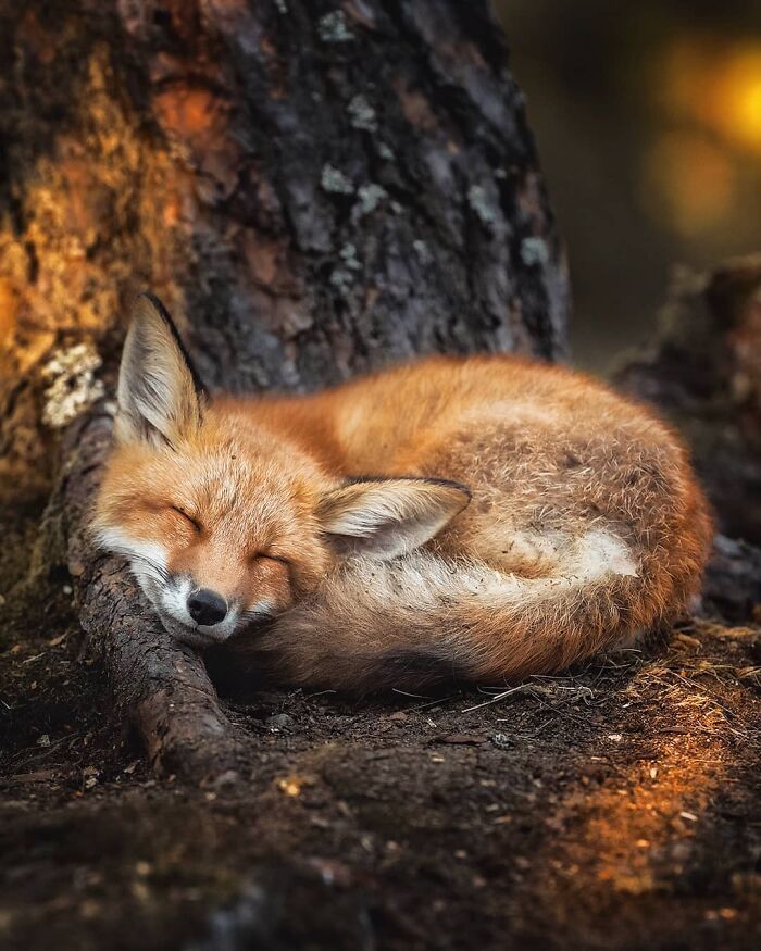 42 fotografias fascinantes de animais selvagens por Ossi Saarinen 38 42 fotografias fascinantes de animais selvagens por Ossi Saarinen 38