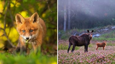 42 fotografias fascinantes de animais selvagens por Ossi Saarinen 8