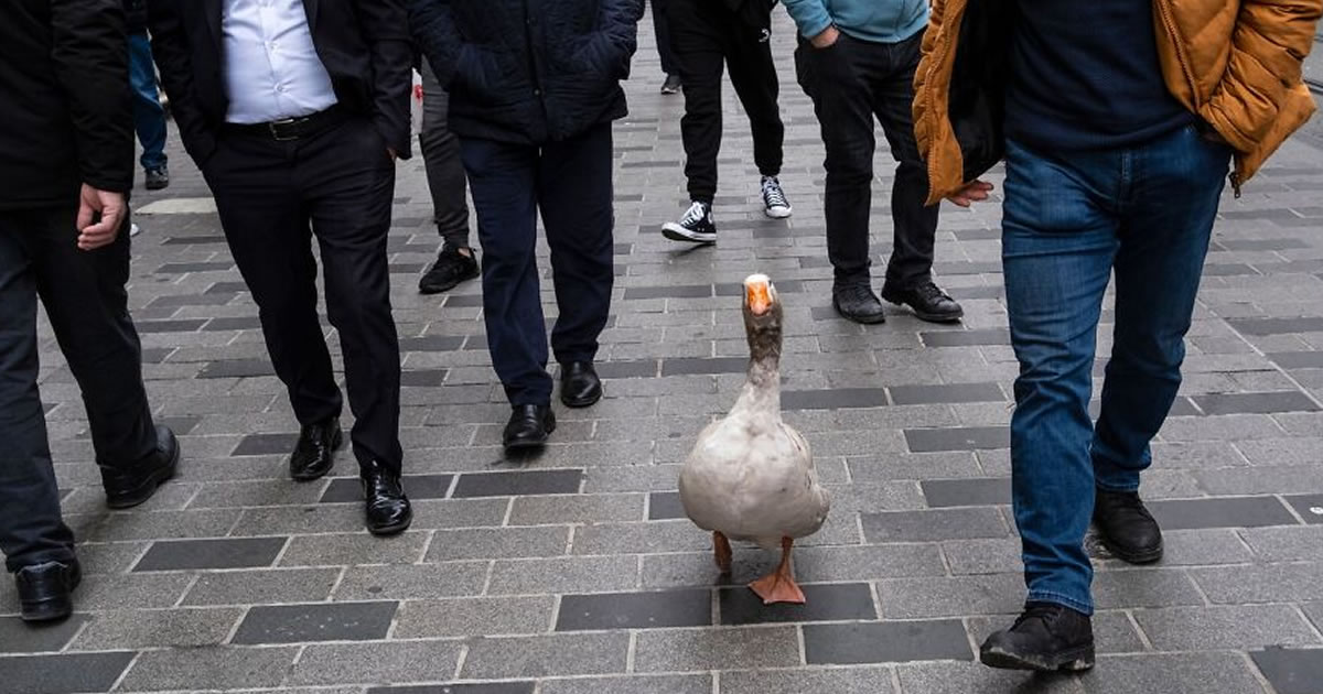 30 fotos de rua: Este fotógrafo arrasa com o timing perfeito