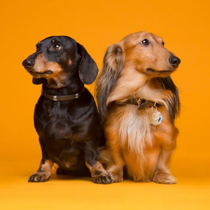 42 fotos vão te fazer amar os cachorros de um jeito diferente! 2