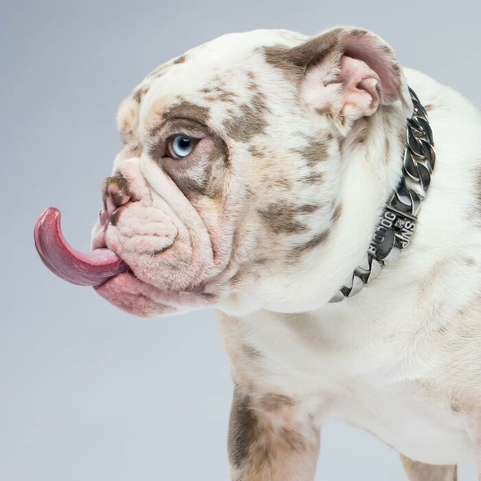 42 fotos vão te fazer amar os cachorros de um jeito diferente! 6