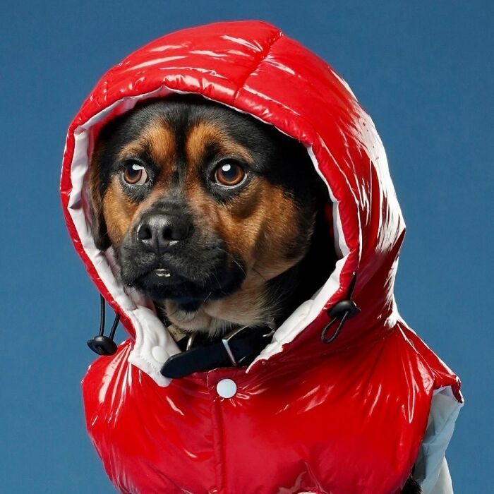 42 fotos vão te fazer amar os cachorros de um jeito diferente! 8