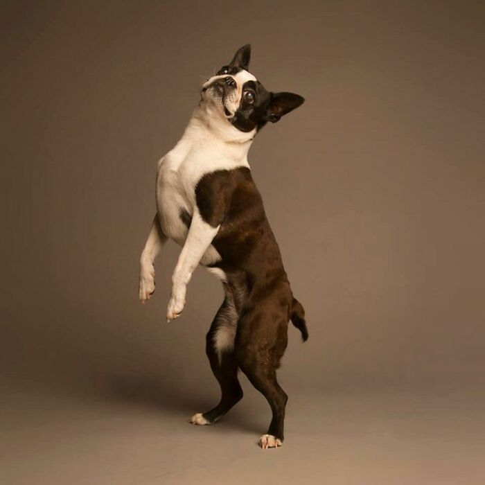 42 fotos vão te fazer amar os cachorros de um jeito diferente! 10