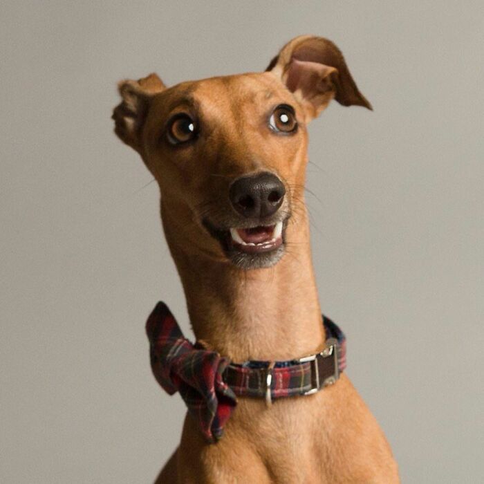 42 fotos vão te fazer amar os cachorros de um jeito diferente! 12