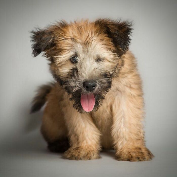 42 fotos vão te fazer amar os cachorros de um jeito diferente! 13