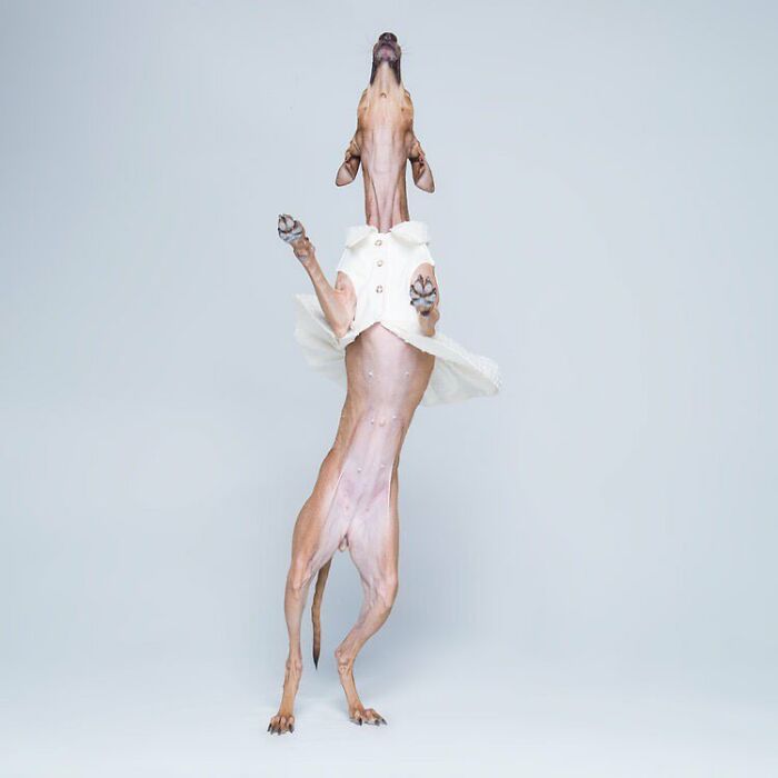 42 fotos vão te fazer amar os cachorros de um jeito diferente! 16