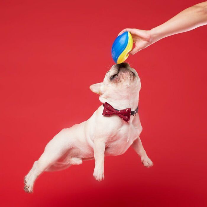 42 fotos vão te fazer amar os cachorros de um jeito diferente! 17