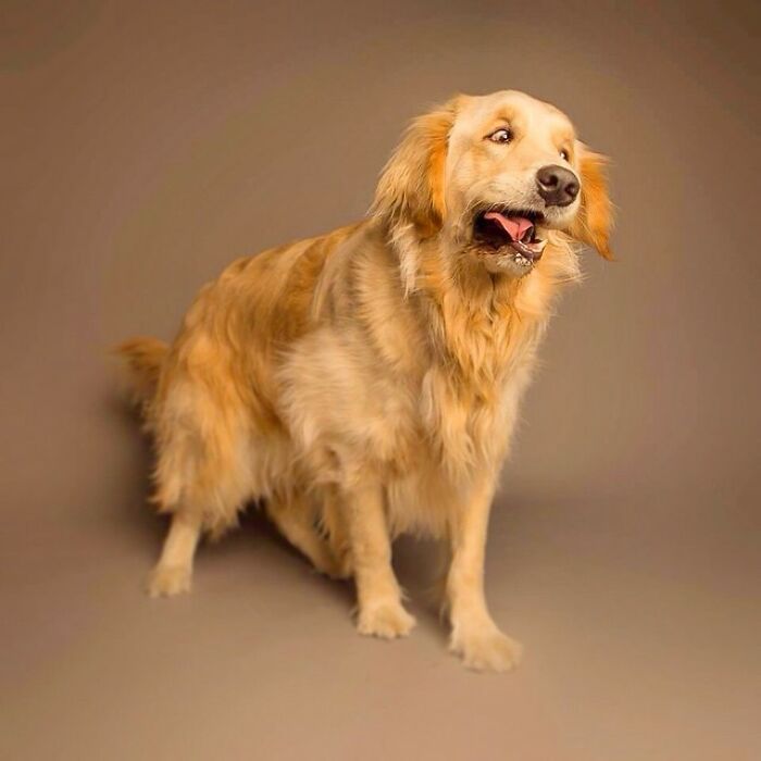 42 fotos vão te fazer amar os cachorros de um jeito diferente! 18