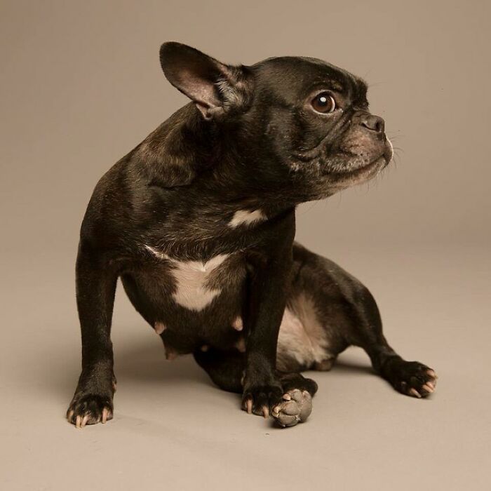 42 fotos vão te fazer amar os cachorros de um jeito diferente! 19